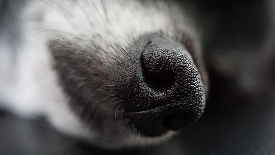 nose, dog, sleeping, background, pattern, close up, macro, animal, pet, nostrils