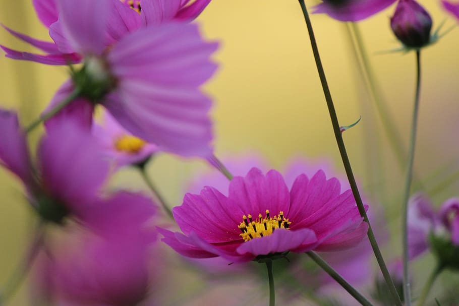 Flowers, Kawamata, Fukushima, kawamata, fukushima, flower, fragility, purple, pink color, nature, petal