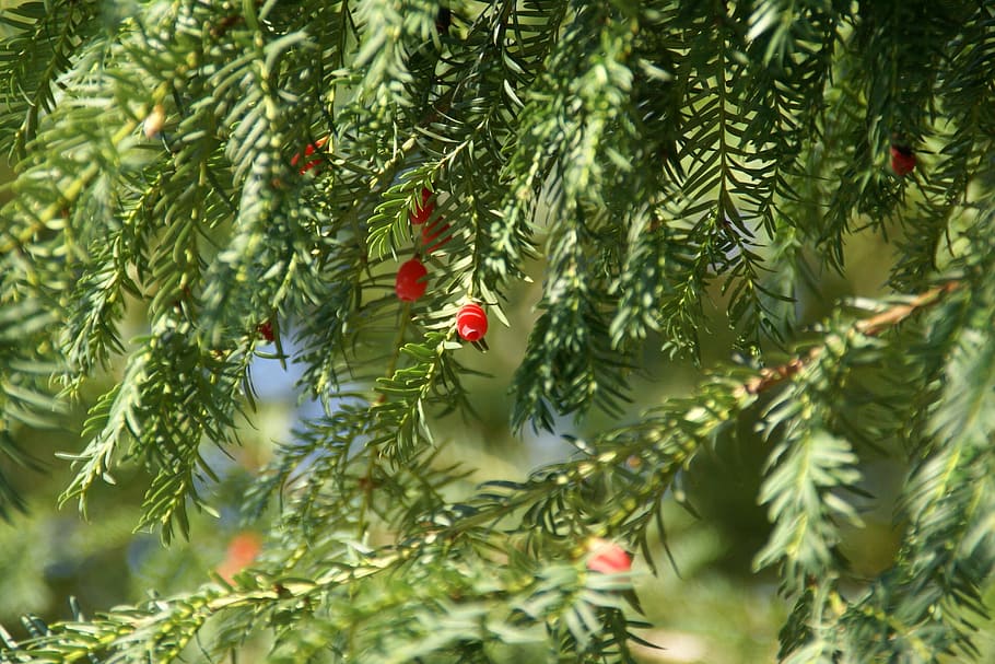 yew, tree, plant, branch, nature, green, coniferous, park, environment, red
