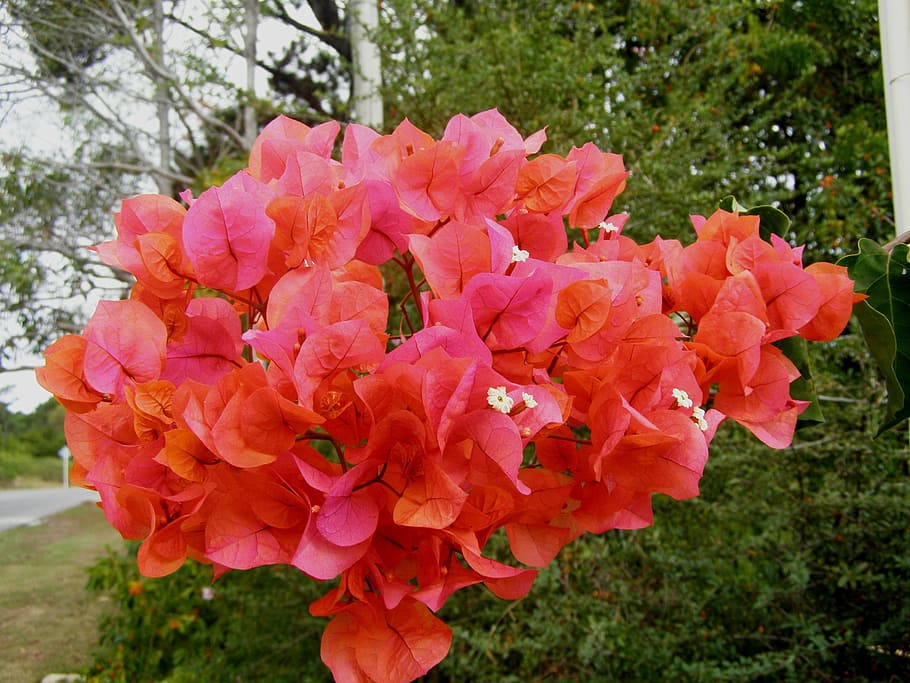 赤い花 つる 植物 ブーゲンビリア 花 開花植物 鮮度 脆弱性 自然の美しさ 花びら Pxfuel