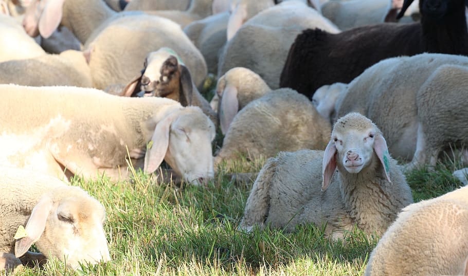 cabezas de ovejas, dormidas, blancas, animales de rebaño, rebaño de ovejas, grupo de animales, temas de animales, animales, mamíferos, ganado