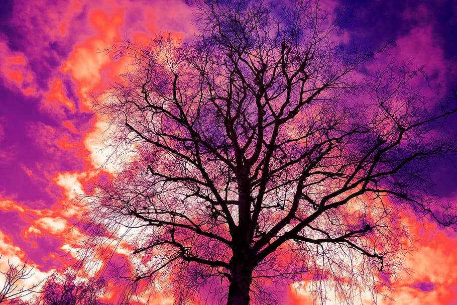 fotografía de lapso de tiempo, árbol, nubes, rama, árbol desnudo, rama desnuda, árbol de invierno, silueta, silueta del árbol, puesta de sol