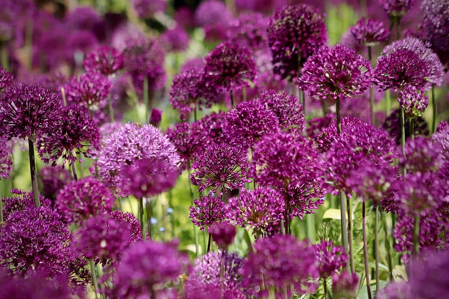 ball leek, flowers, ornamental onion, zwiebelpflanze, early, allium, violet, purple, flower ball, leek flower