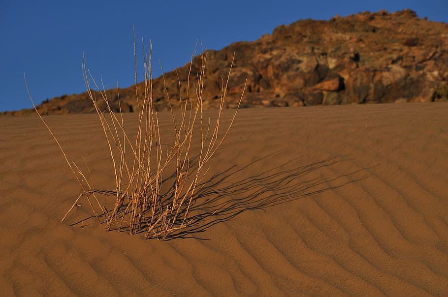 dried, twigs, desert, rock formation, dry, sand, arid, hill, nature, landscape