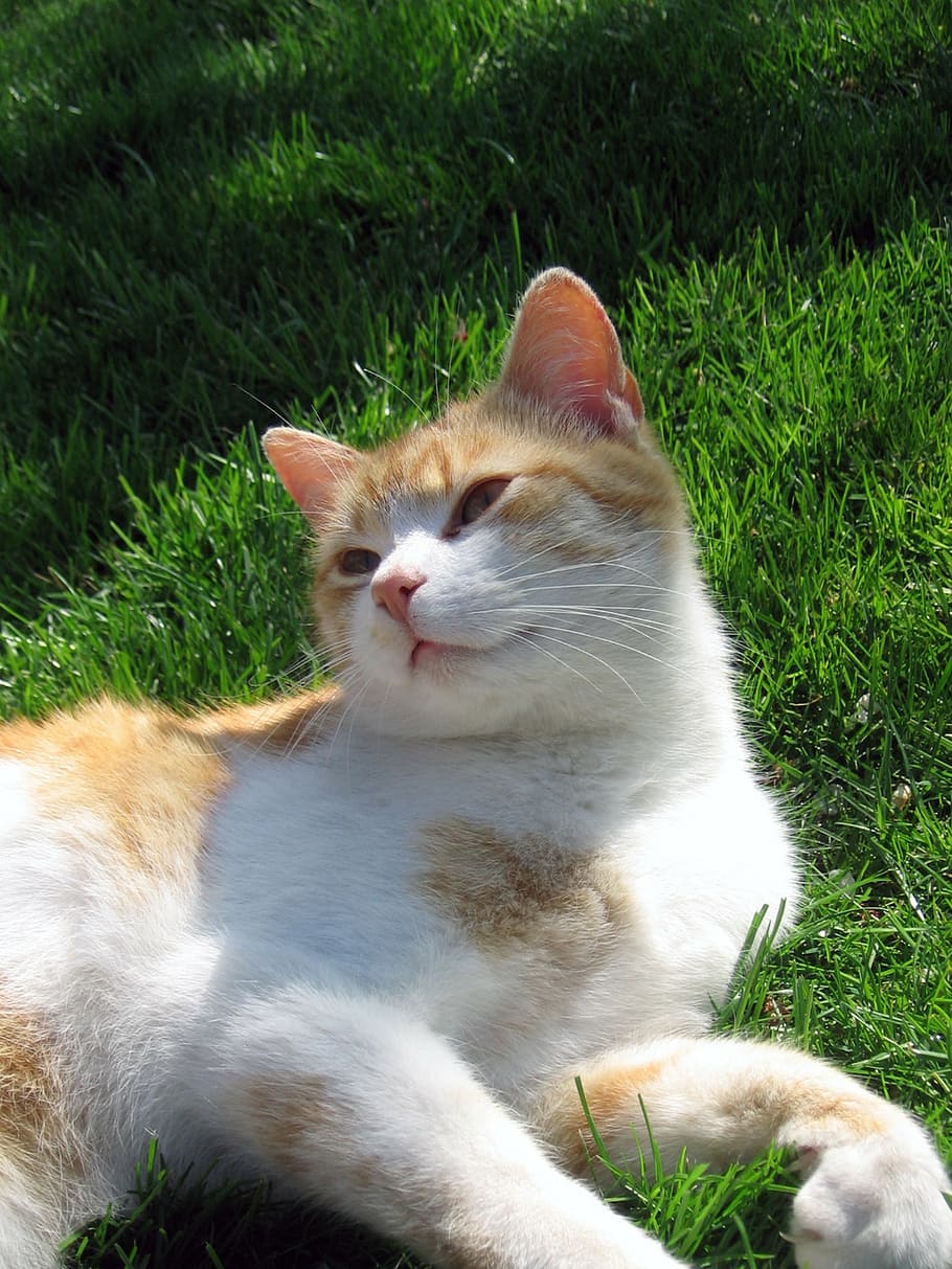 cat, tomcat, breather, peace, grass, domestic Cat, pets, animal, cute, outdoors
