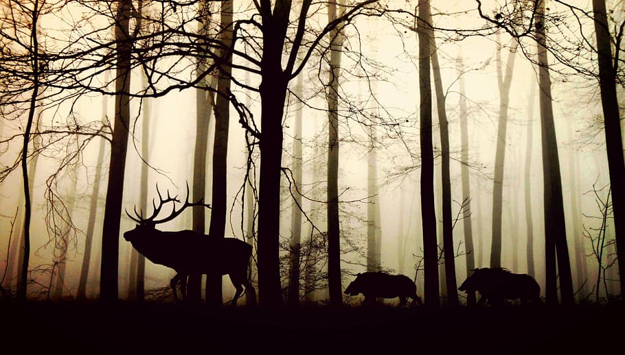 reindeer, bears, daytime, forest, fog, hirsch, wild boars, nature, animals, trees
