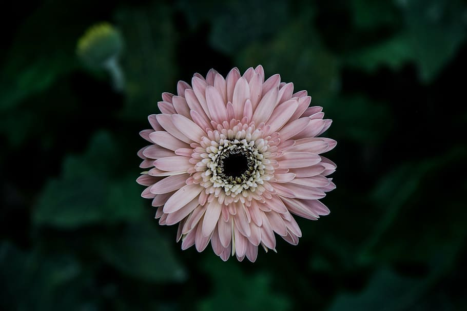 pink, krisan, fotografi close-up, cluster, petaled, bunga, dekat, fotografi, alam, kelopak