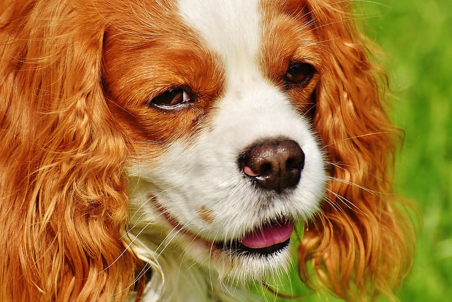 犬 キャバリアキングチャールズスパニエル 面白い ペット 動物 毛皮 茶色 白 かわいい 1匹の動物 Pxfuel