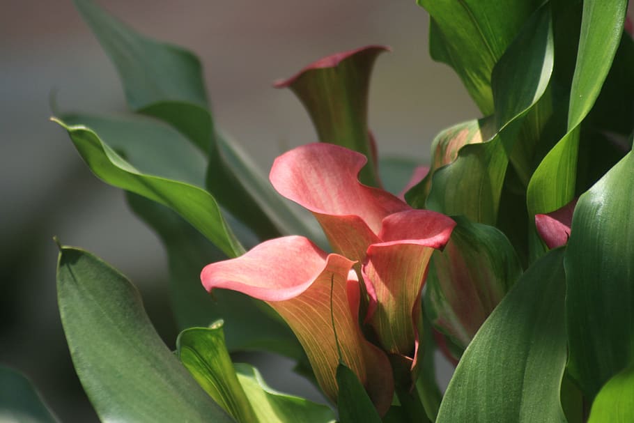 calla lily, plant, calla, nature, flower, bloom, lily, white, floral, green