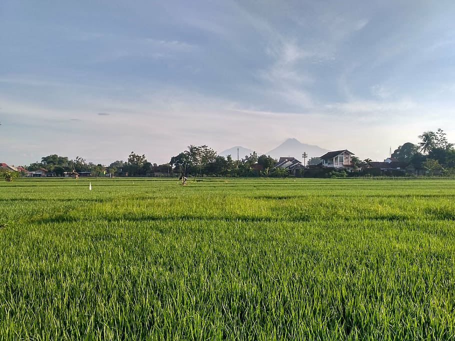 paddy, ricefield, field, jogja, nogotirto, yogyakarta, indonesian, agriculture, rice Paddy, nature