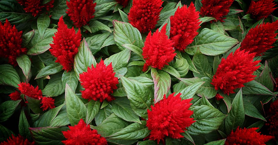Cockscomb, Flowers, Nature, red, abstract, flower, green color, freshness, leaf, fragility