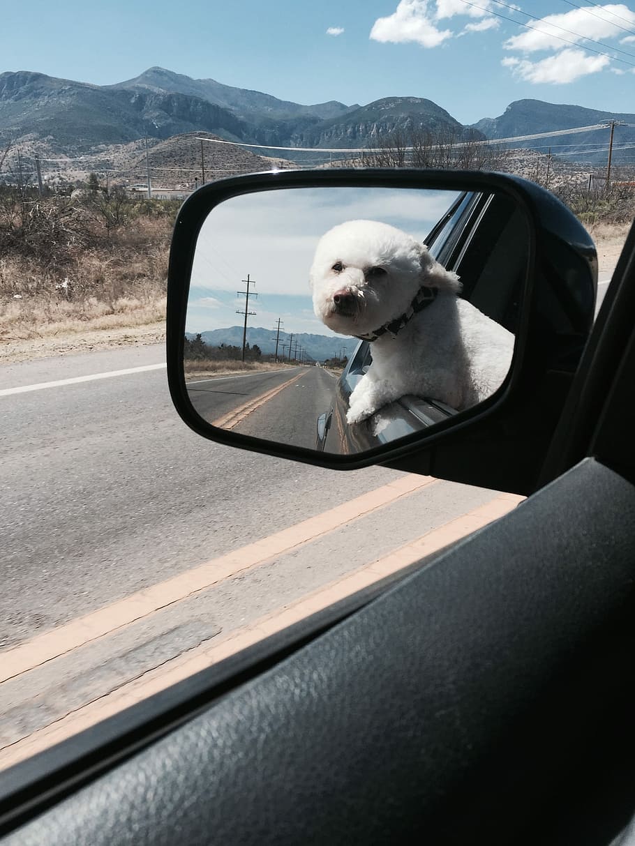 Toy Poodle, Freedom, Mountains, Cute, dom, pet, car ride, cruising, desert, arizona