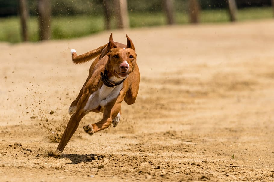 犬 走る ドッグレース 犬の走る 野生動物の写真 アクション ペットの写真 グレイハウンドレース Hundesport スポーツ Pxfuel