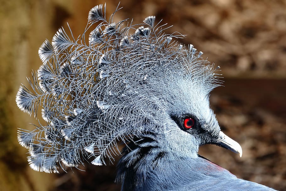 male, peacock, closeup, crowned pigeon, birds, crowned, wildlife, nature, pigeon, blue