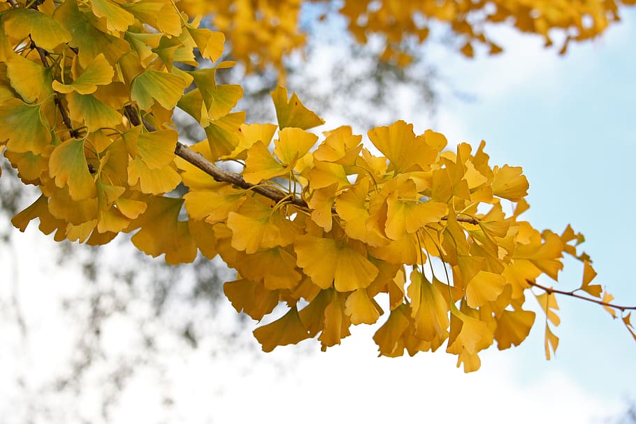 autumn, ginkgo, yellow, nature, landscape, chinese tree species, tree, fall color, scenic, autumn mood