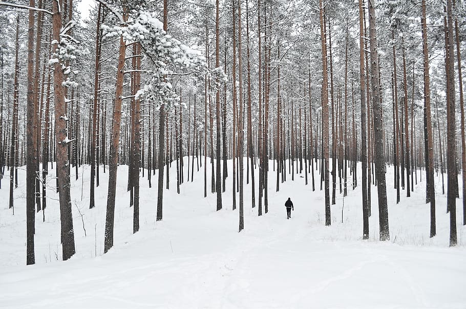 person, wearing, black, jacket, standing, middle, snow, covered, mountain, green-leafed trees