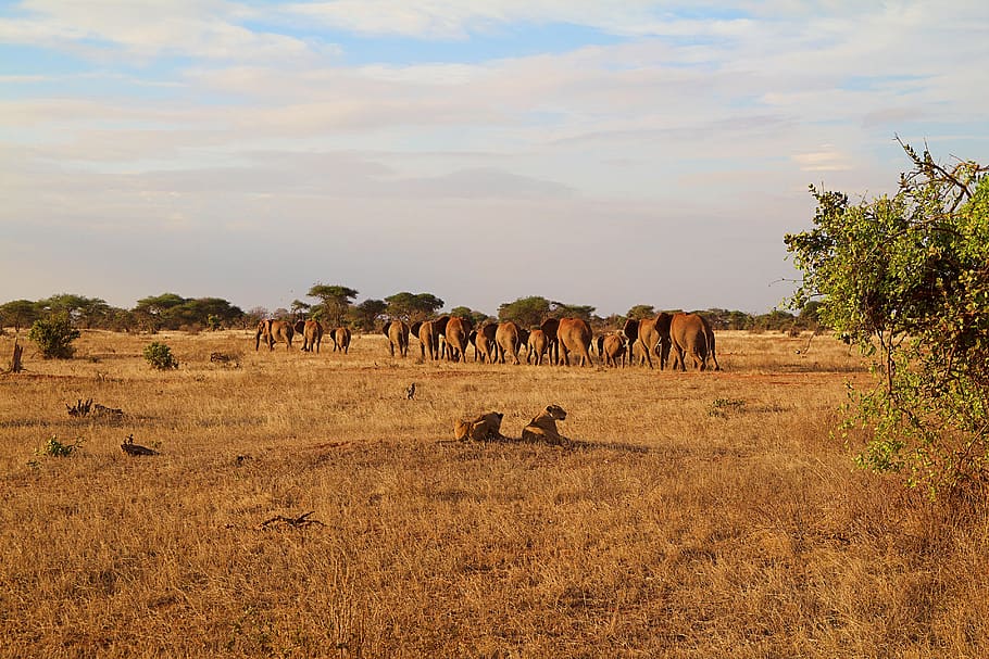 áfrica, kenia, tsavo, safari, naturaleza, mundo animal, paisaje, desierto, parque nacional, parque