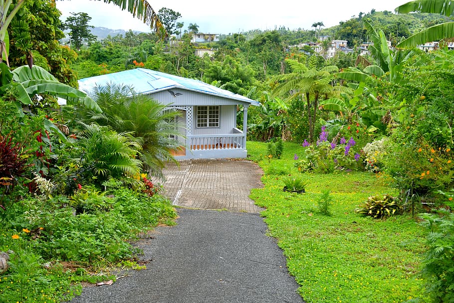 house, green, garden, pathway, puerto rico, colorful, nature, home, wood, plant
