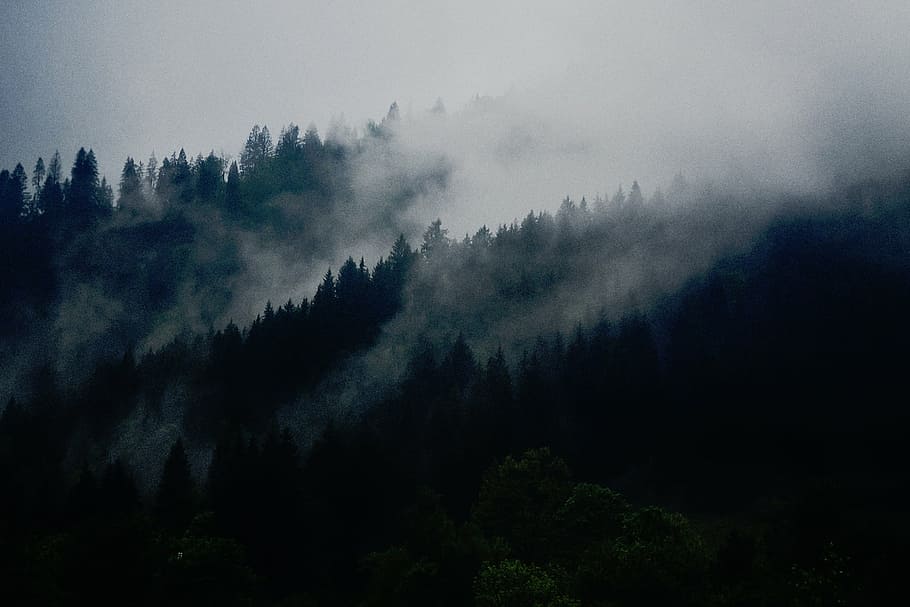 写真, 松の木, 覆われた, 霧, 自然, 木, 森, 煙, ヘイズ, 山