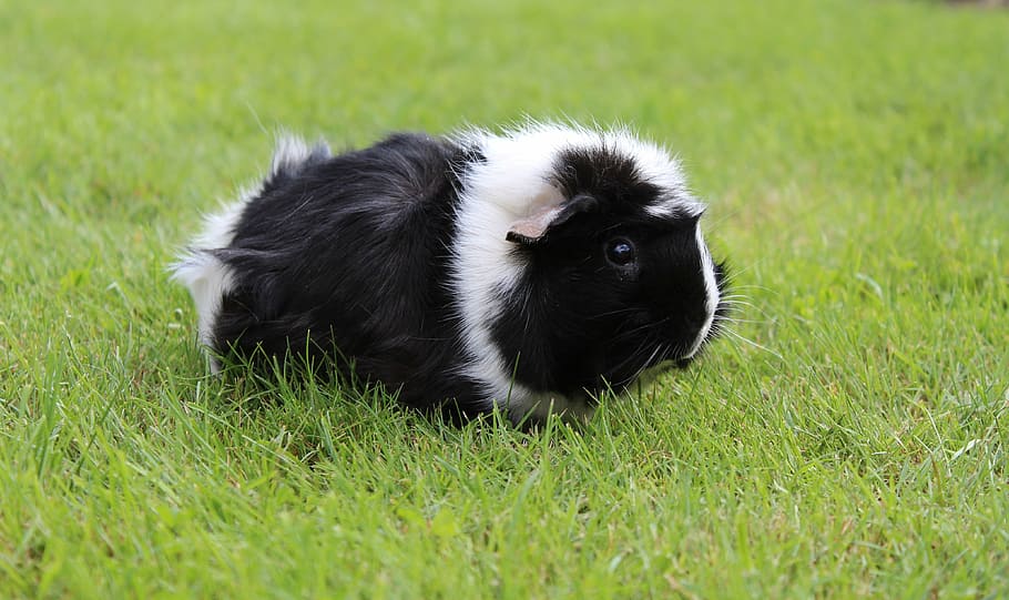 guinea pig, animal, rosette, cute, nager, pet, fur animals, rodent, sweet, grass