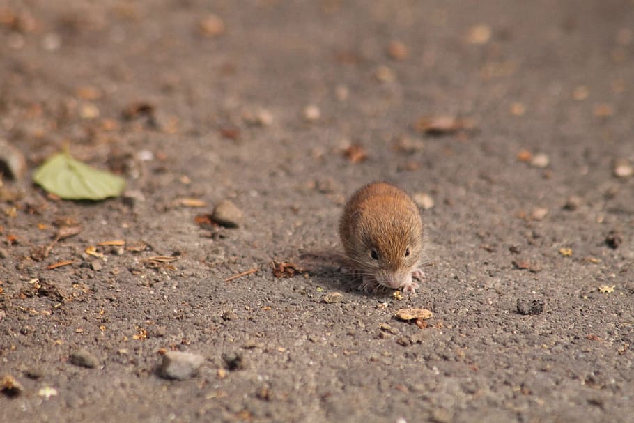 Field Mouse, Animal, mouse, one animal, animal themes, animals in the wild, day, close-up, nature, animal wildlife
