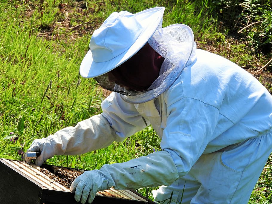 apicultor, colmena, miel, colmenar, agricultura, apicultura, abeja, naturaleza, panal, cera