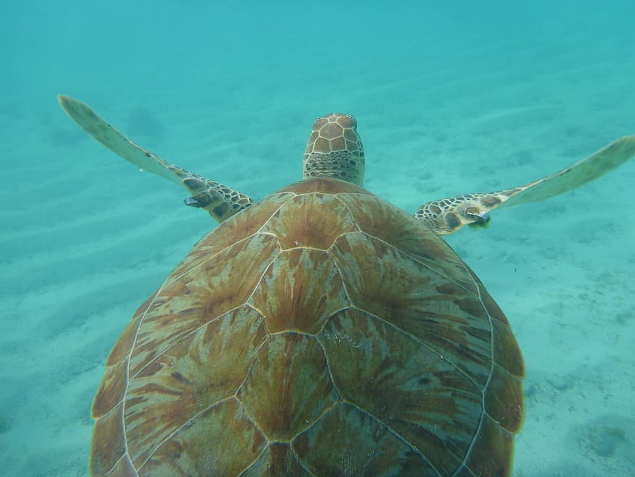 brown, turtle, swimming, sea, caribbean, underwater, sea turtle, animal, nature, wildlife