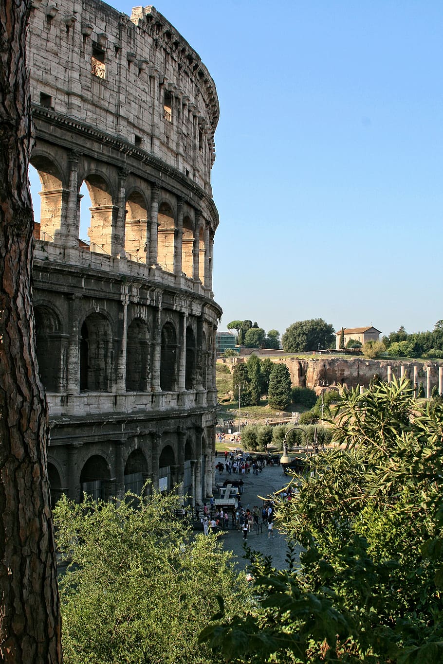 Italia, Roma, Coliseum, arsitektur, struktur yang dibangun, tanaman, sejarah, masa lalu, kuno, pohon
