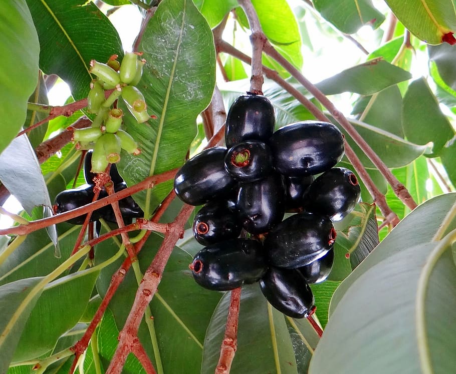 blackberry, jamun, syzygium cumini, fruits, tropical, dharwad, india, nature, fruit, leaf