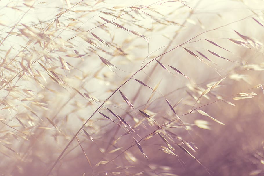 grass, blur, outdoor, nature, plant, backgrounds, close-up, selective focus, full frame, growth