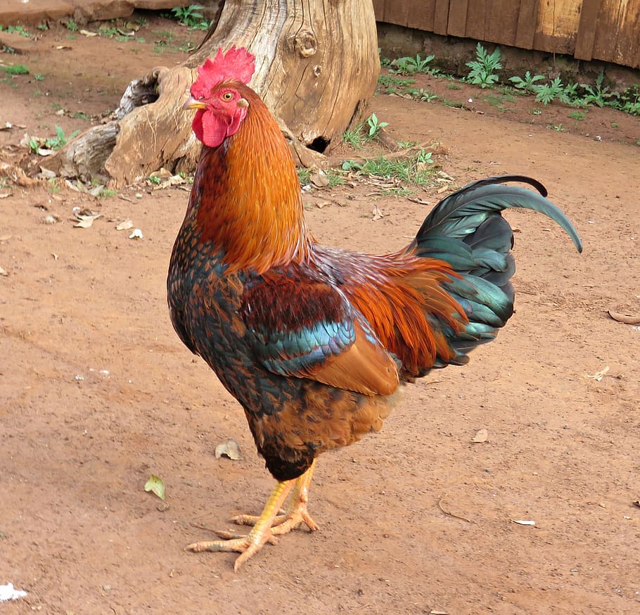 brown, black, rooster, birds, cock, chicken, farm, poultry, bird, redneck