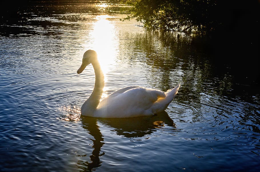 swan, lake, water, backlighting, sun, reflection, bird, nature, waters, water bird