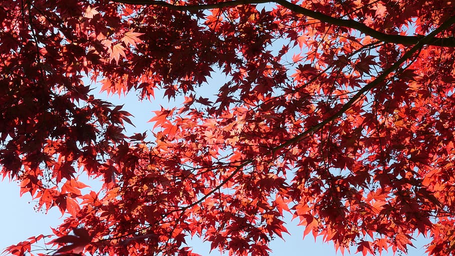 Arce rojo, arce, hojas, rojo, hoja, naturaleza, árbol, follaje de otoño, japonés, hojas de arce rojo