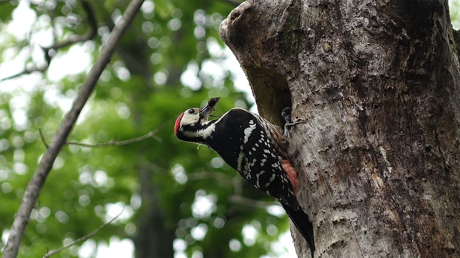 jeju island, jeju special self-governing province the new symbol, white-backed woodpecker, new, tree, animal themes, one animal, animals in the wild, trunk, animal