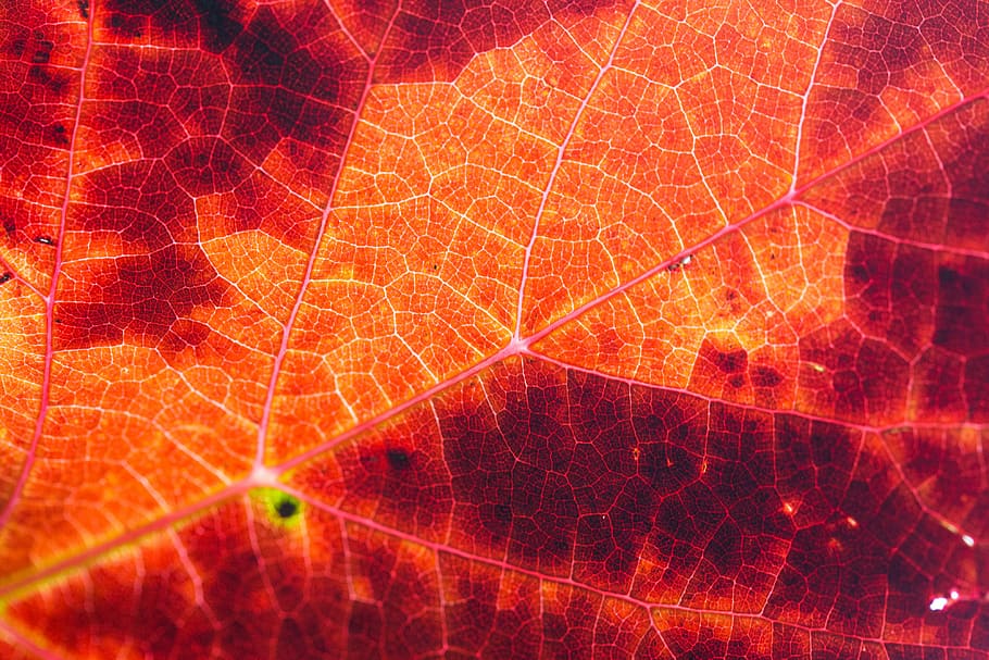 秋の葉の構造の背景, 赤, 秋の葉, 構造, 背景, 秋, ブドウ, 葉, 自然, 木