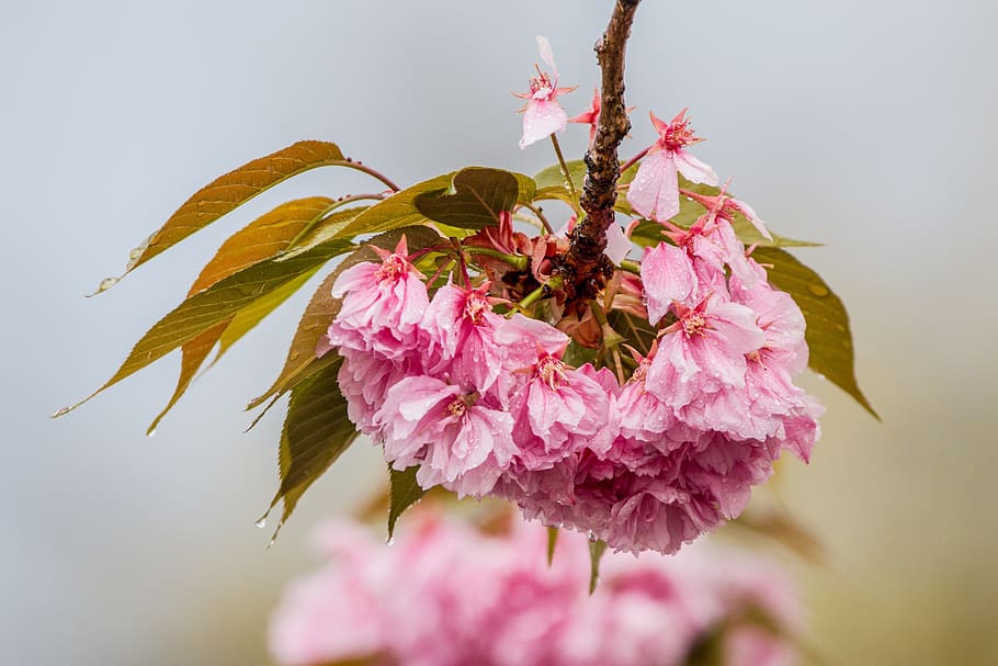 flor de cerejeira na chuva, flor de cerejeira, cereja, chuva, água, rosa, primavera, branco, flor de cerejeira japonesa, árvore