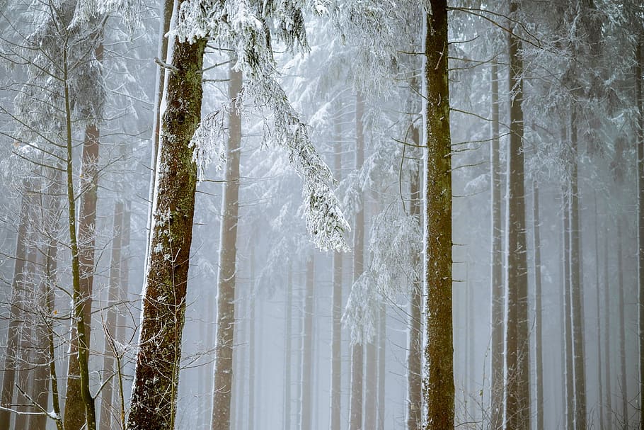 green, trees photo, winter, forest, fog, trees, firs, snowy, snow, new zealand