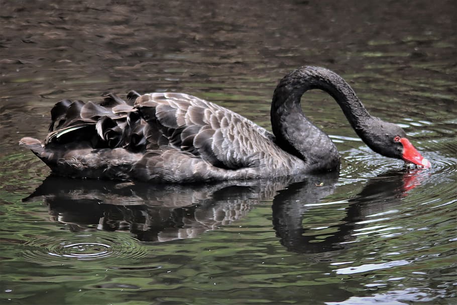black, swan, heart-shaped, reflection, nature, animal, bird, watching, elegant, lake