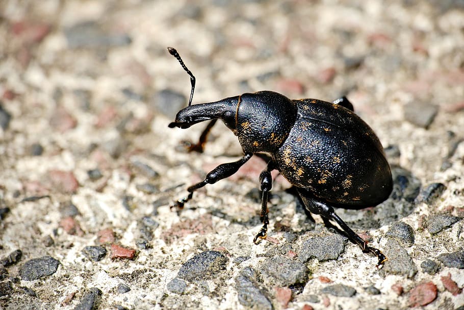 beetle, black, insect, nature, animal world, small, macro, animal themes, one animal, animal