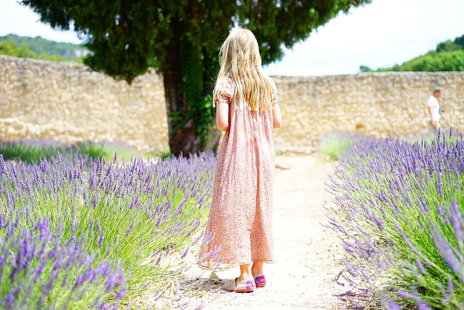 girl, wearing, pink, dress, lavender, flower field, person, child, summer dress, summer