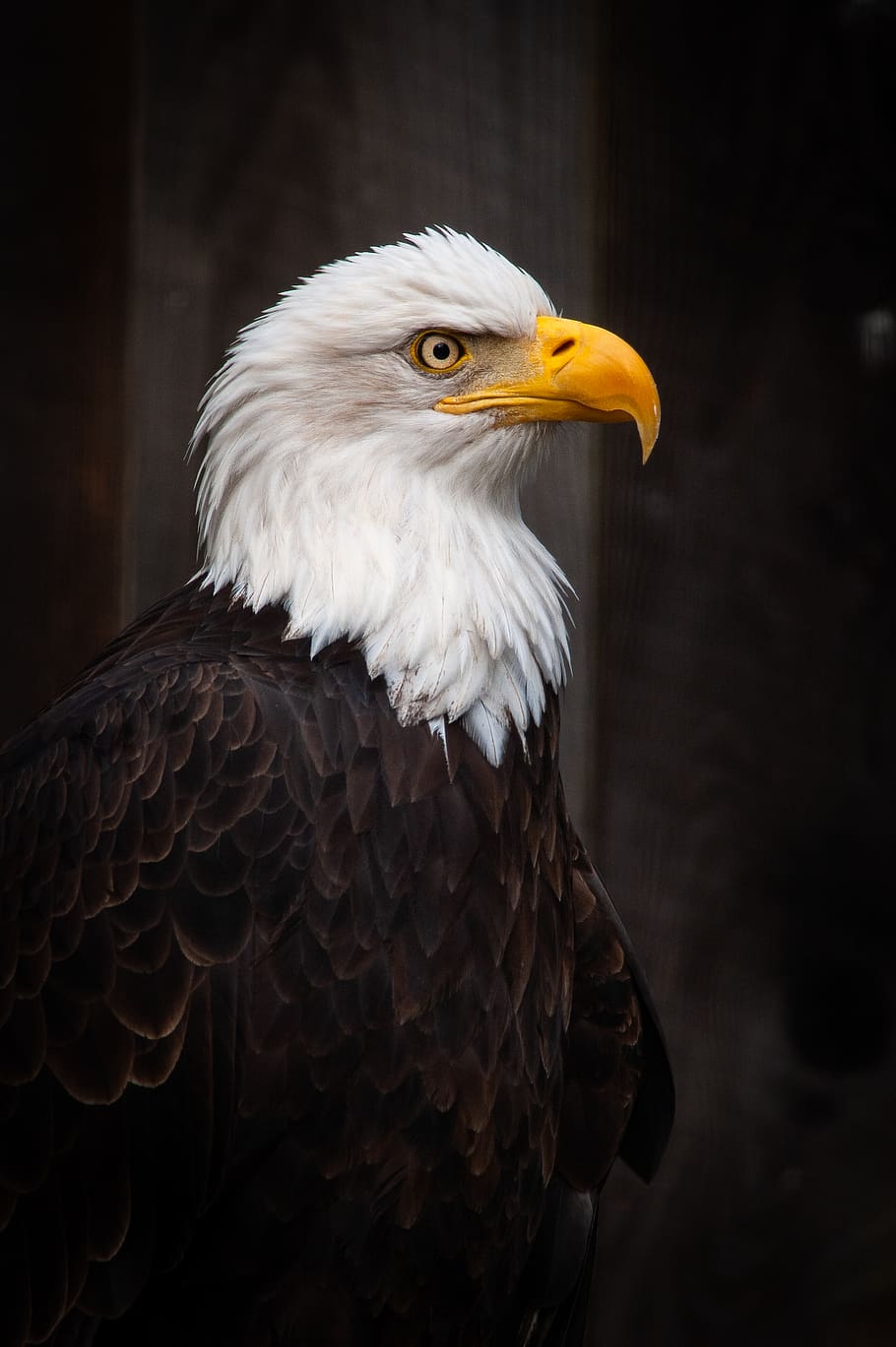calvo, águila, naturaleza, animal, pájaro, fauna silvestre, pico, plumas, retrato, Estados Unidos