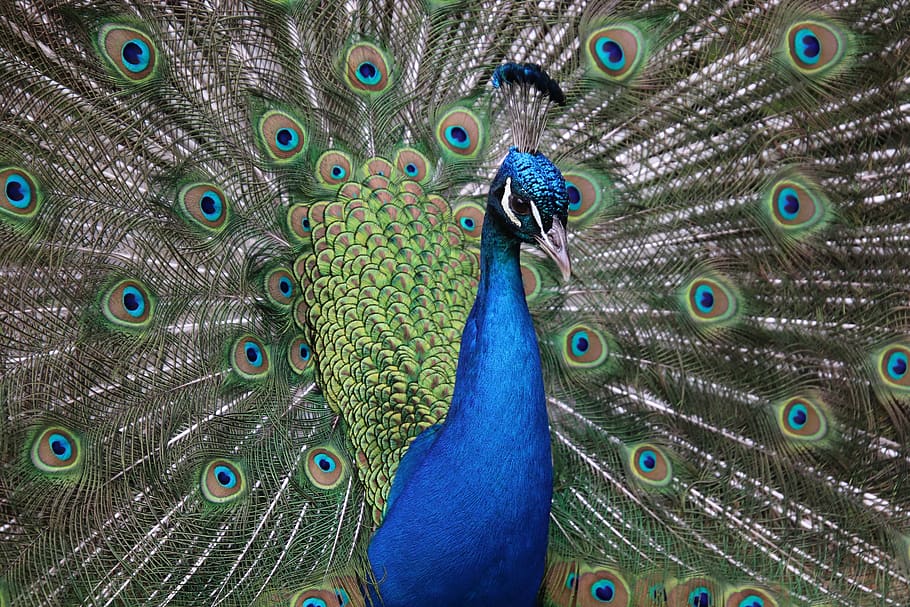 peacock, birds, blue, feathers, plumage, colorful, color, green, elegant, majestic