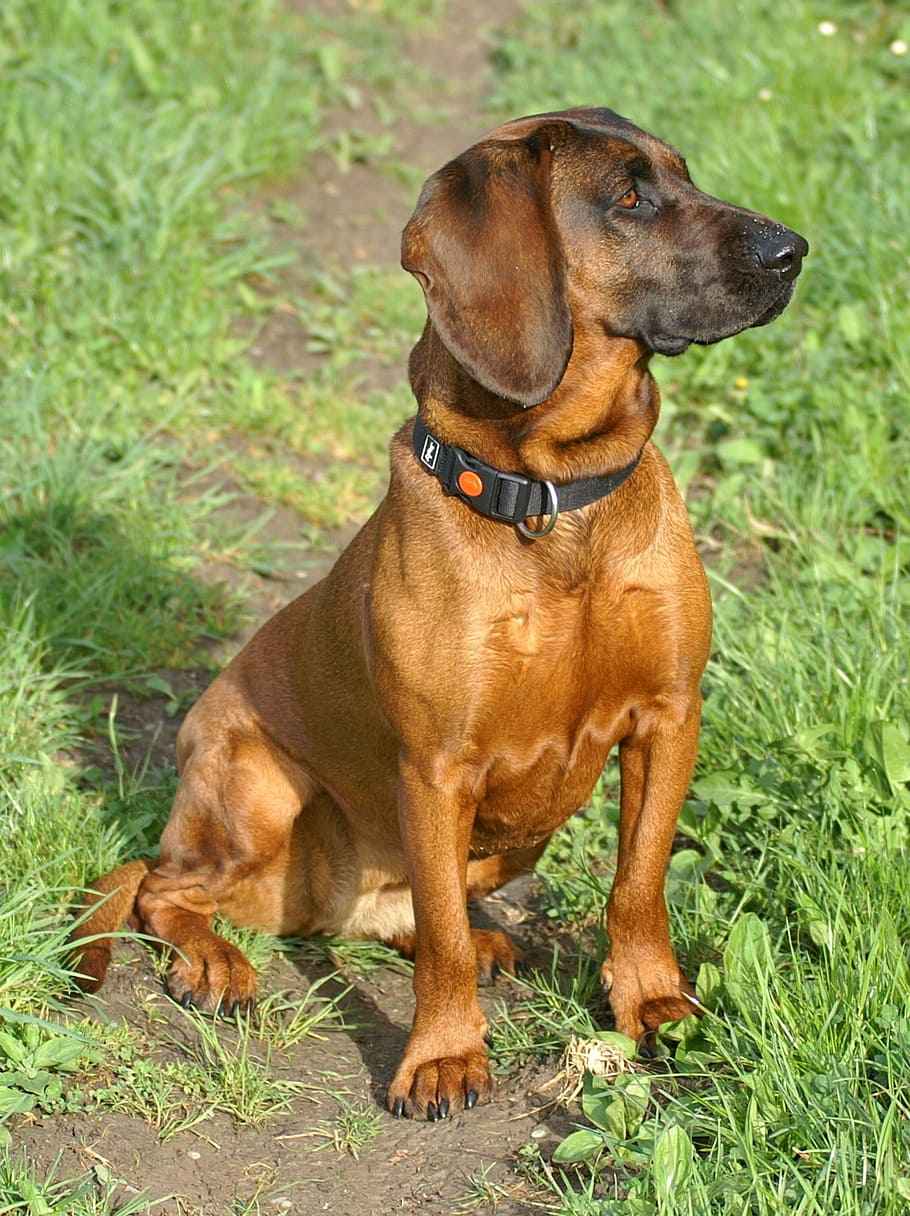 redbone coonhound, sitting, grassfield, dog, animals, bavarian gebrigsschweisshund, canine, one animal, pets, animal themes