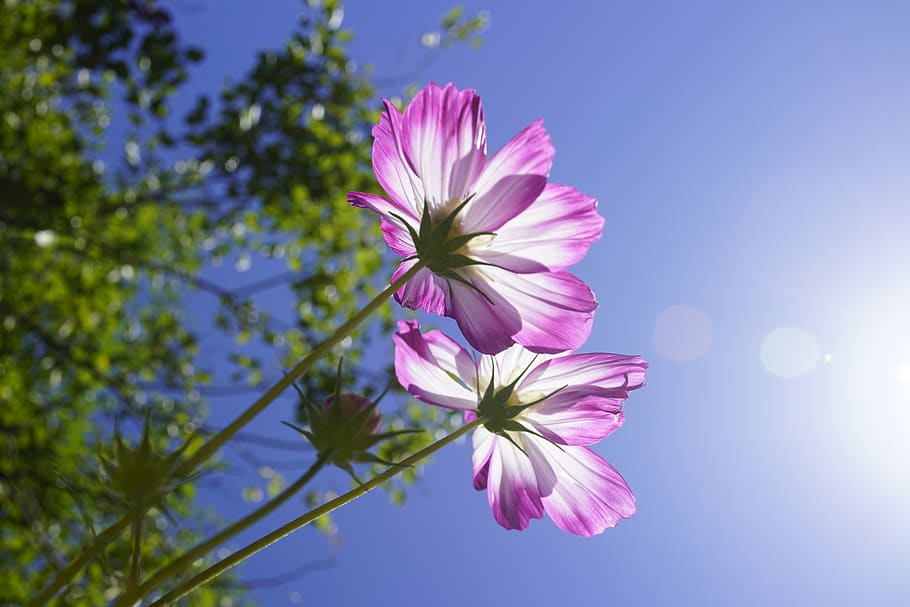 Cosmos Otono Cielo Hermoso Rosa Flores Plantas Naturaleza Flor Planta Floreciendo Pxfuel