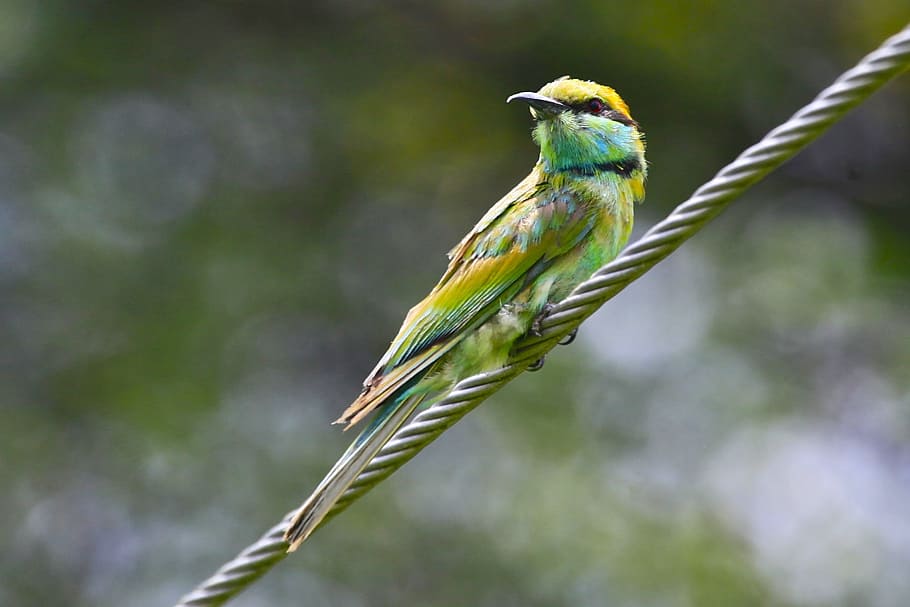 Green Bee Eater, Birds, Animals, bee eater, fauna, nature, wildlife, colorful, merops, colourful