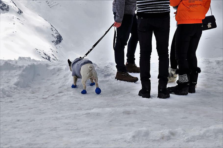 dog, conversation, on a leash, shoes, jacket, pants, legs, snow, winter, ice
