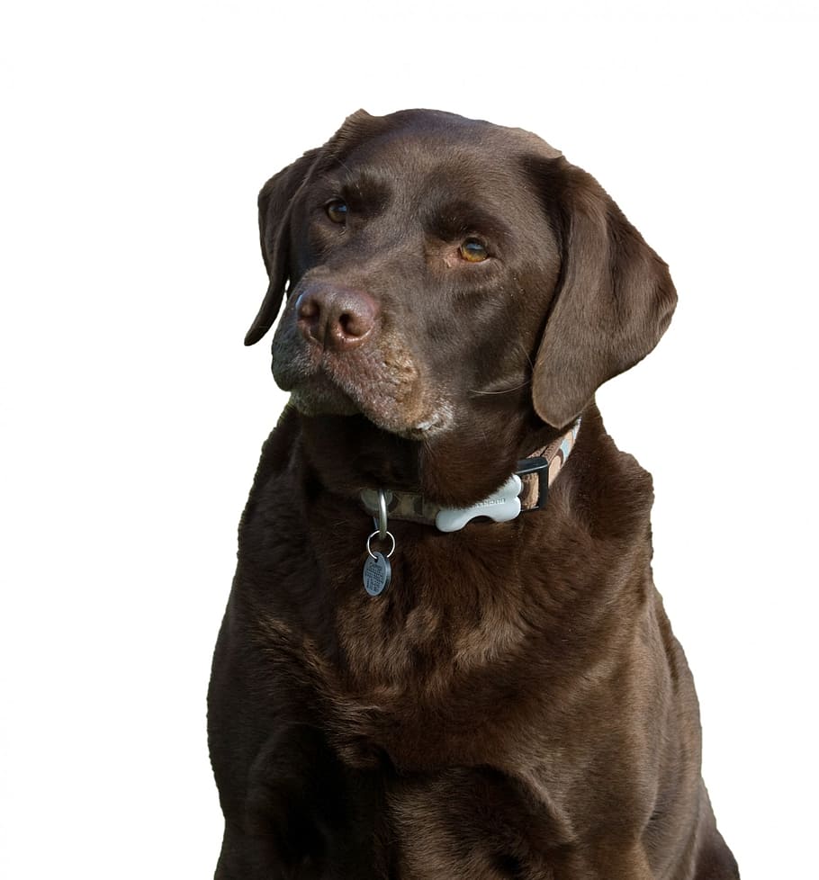 black labrador retriever, dog, labrador, chocolate, brown, isolated, white, background, animal, pet