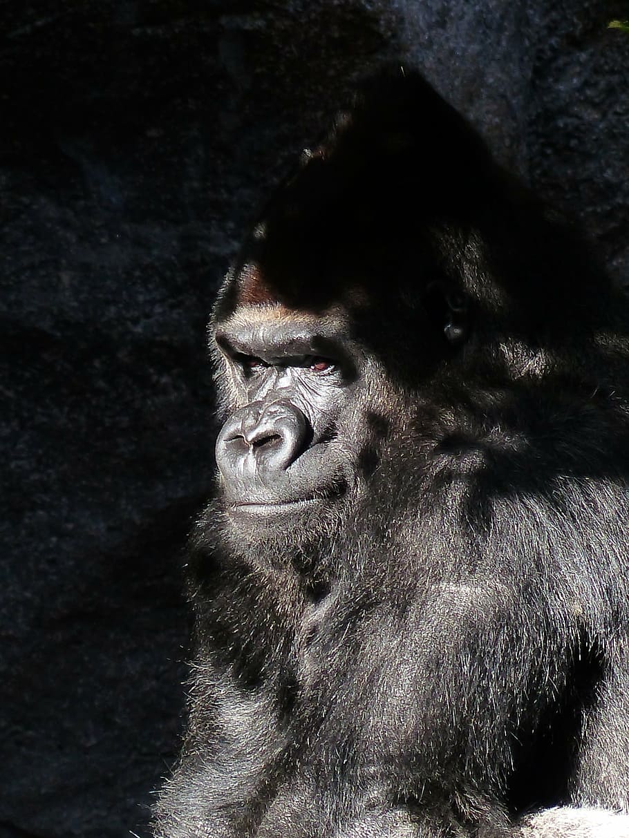 negro, primate, reflejo del sol, gorila, mono, vista, sombrío, mamífero, animal, espalda plateada