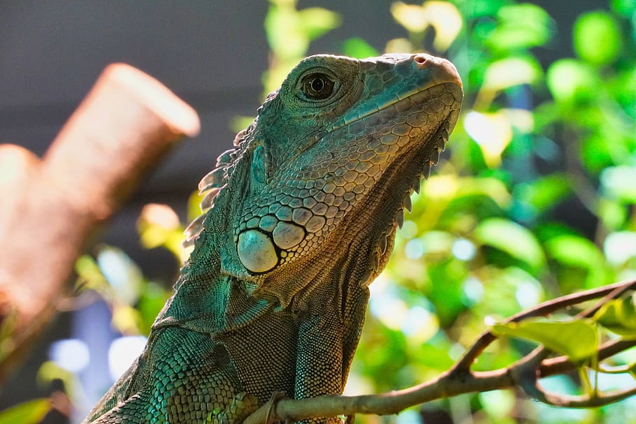 green iguana, iguana, reptile, terrarium, green, lizard, animal, dragon, animal world, scaly