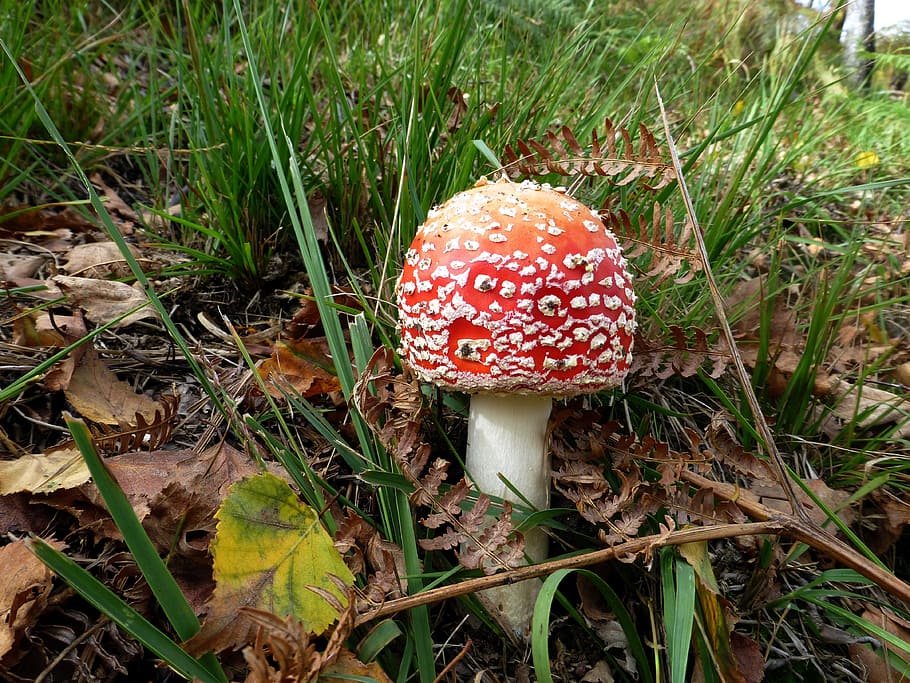 Mushroom, Fly Agaric, Toxic, Nature, forest, autumn, fungus, poisonous, toxic Substance, fly Agaric Mushroom